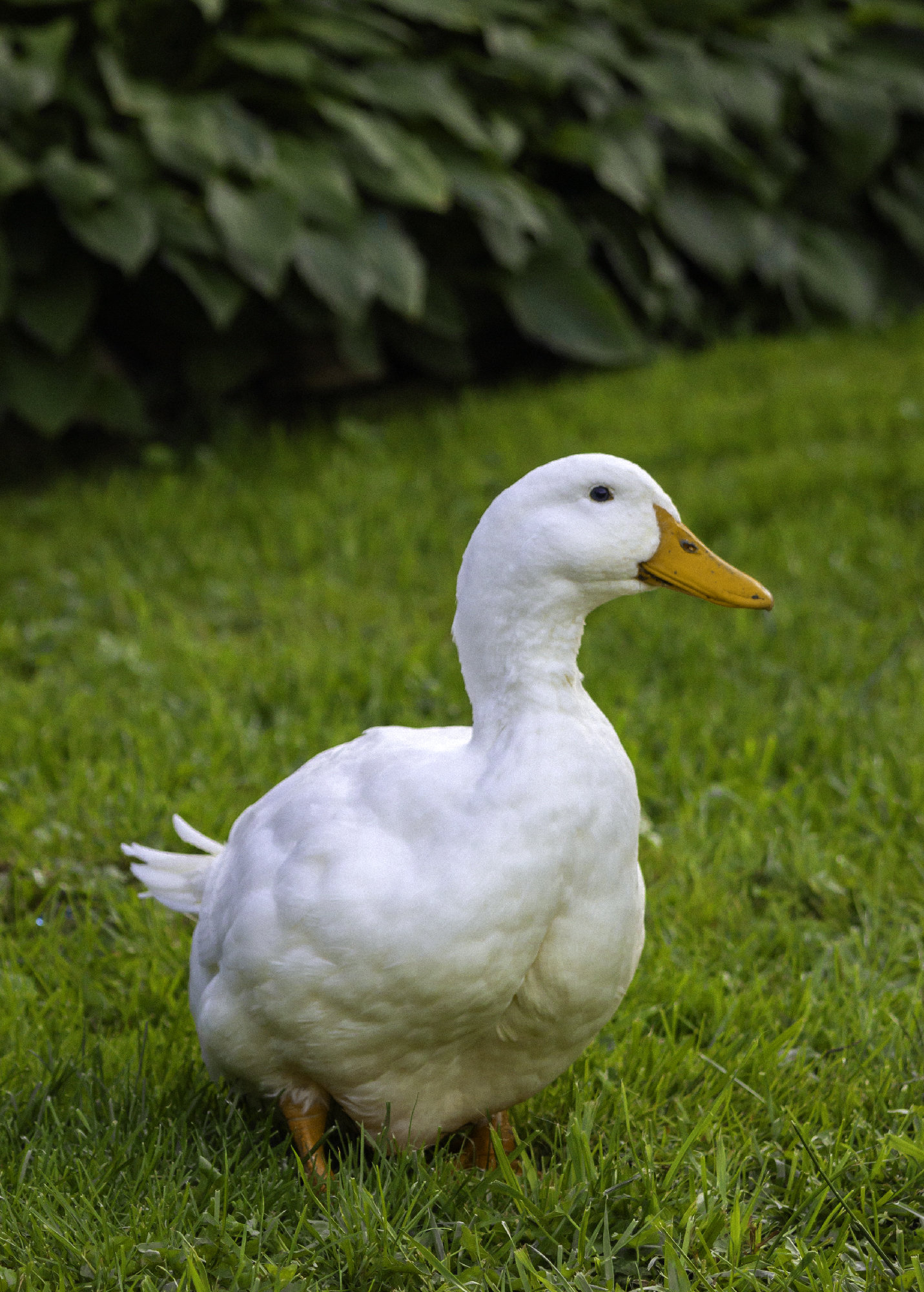 Portrait of a duck.