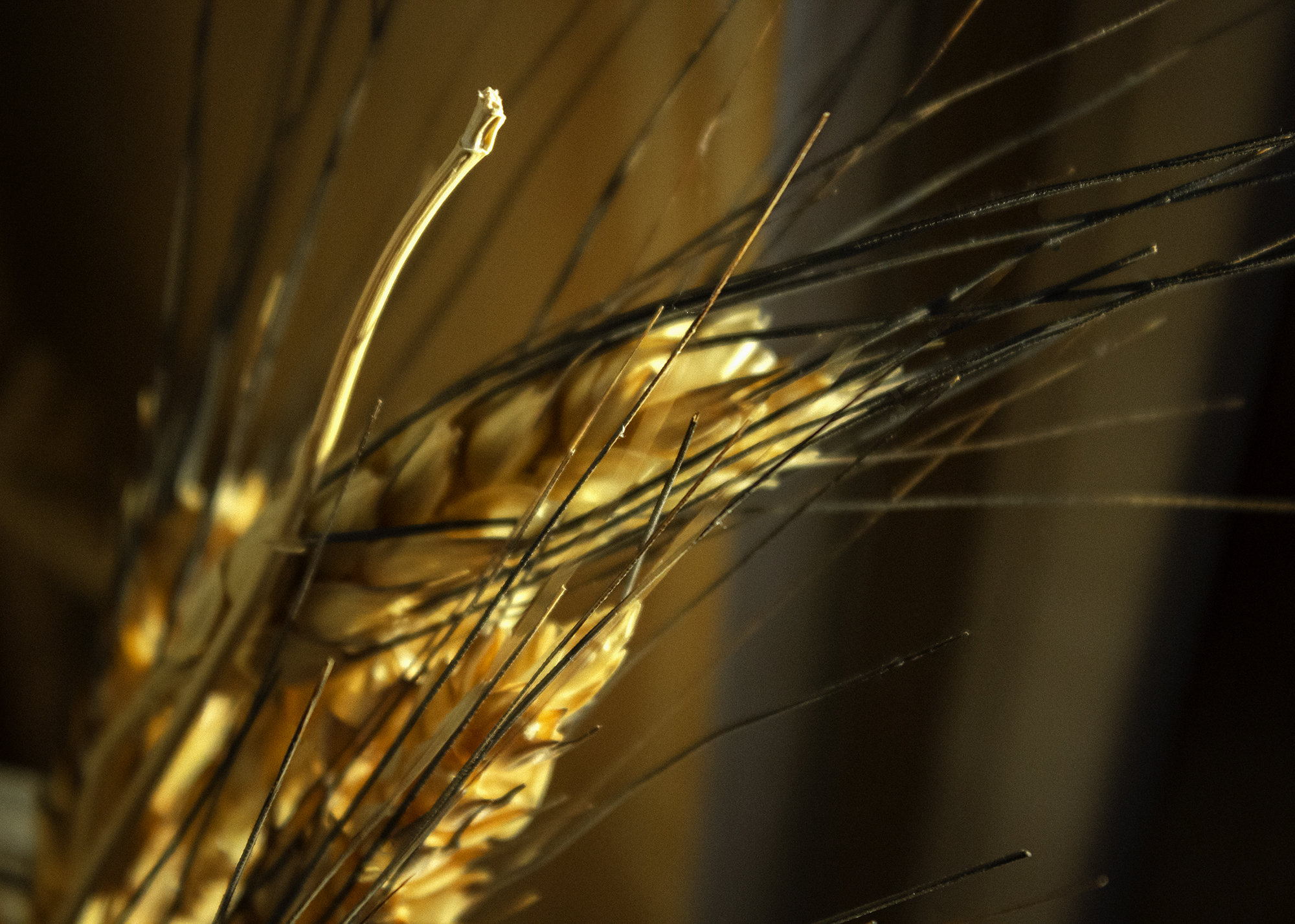 Extreme close-up picture of wheat in a vase during golden hour.