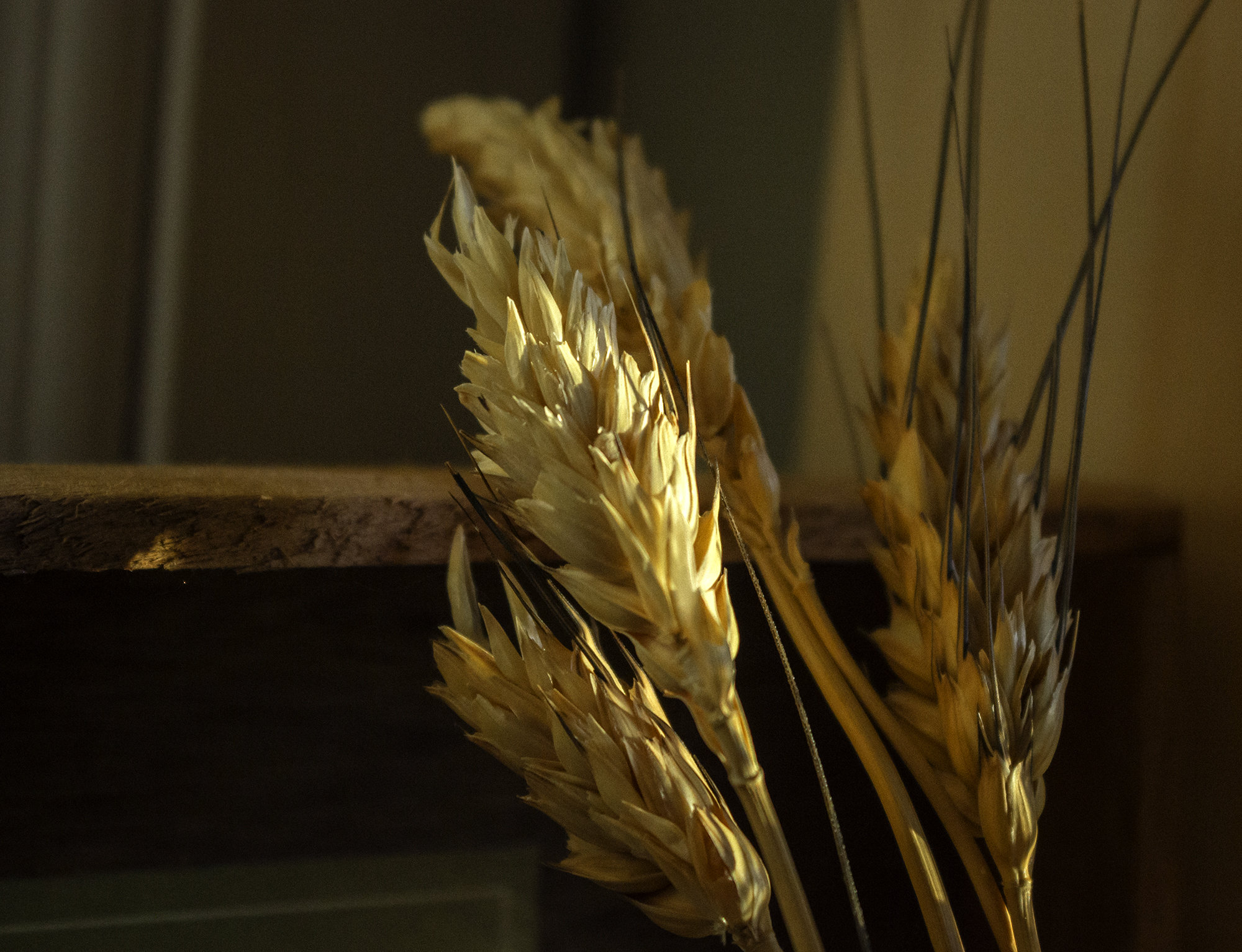 Close-up picture of wheat during golden hour