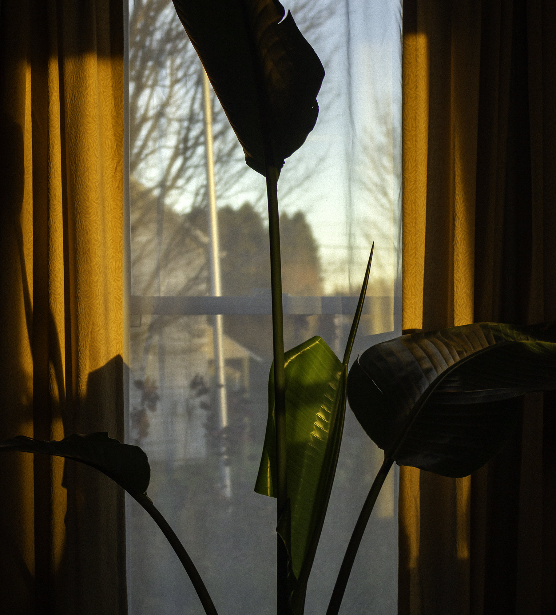 Picture of the top half of a plant during golden hour.
