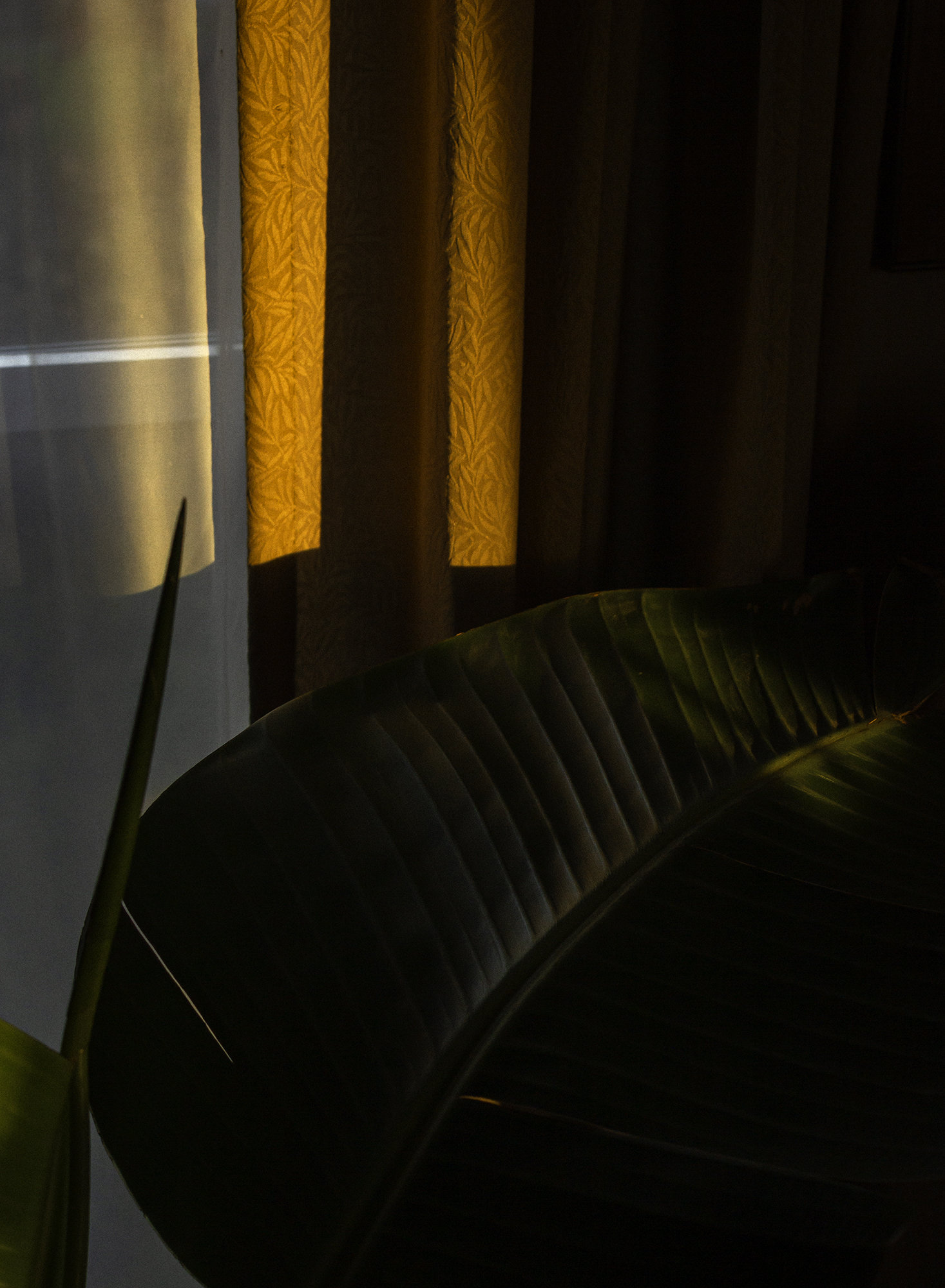 Picture of a plant during golden hour.