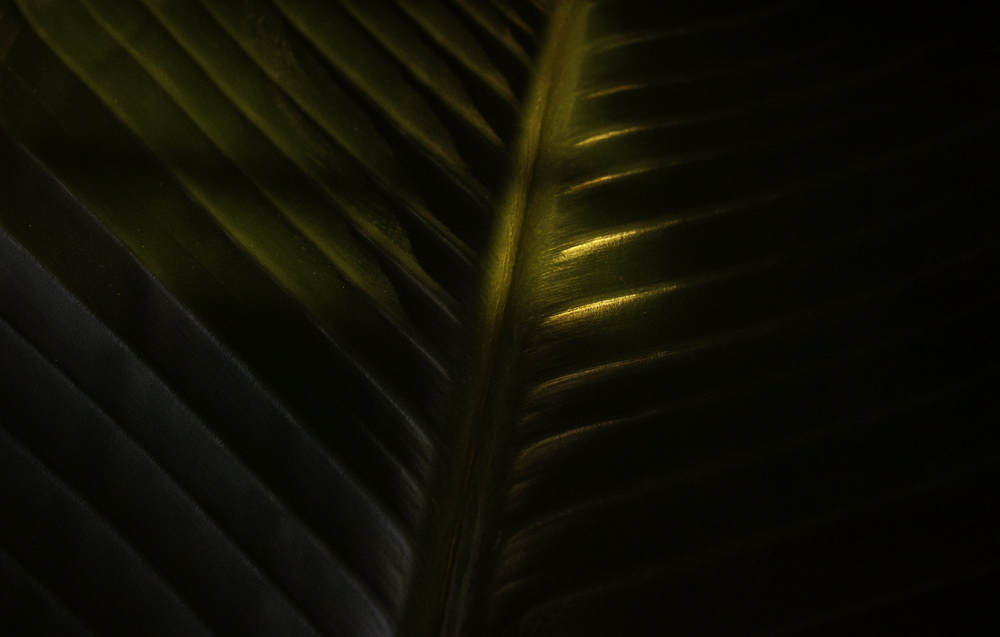 Extreme close-up picture of a leaf during golden hour.