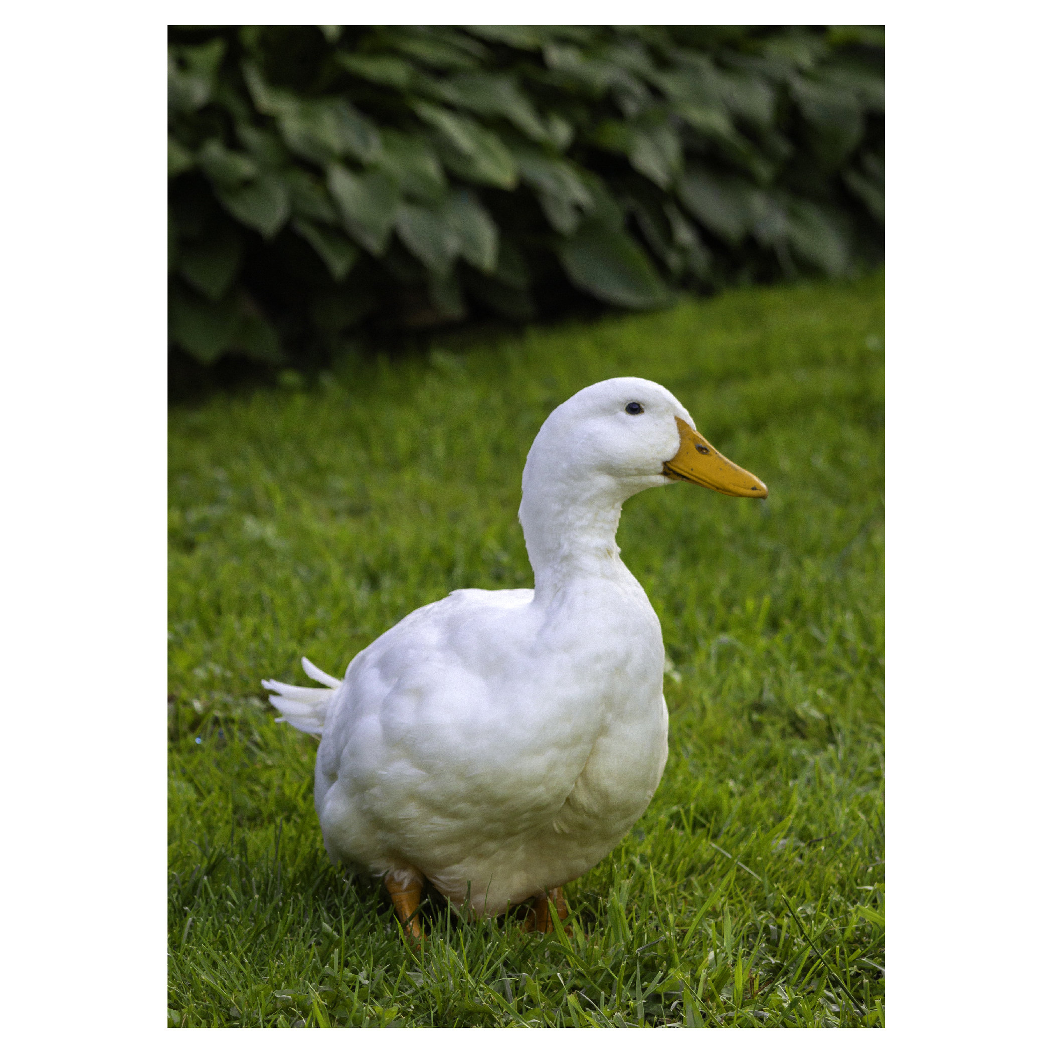 Portrait of a duck.